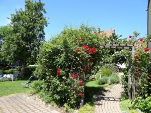 Zahrada ubytování Pension Rosengärtchen