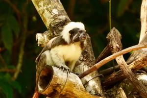 a monkey sitting on a tree branch at Barranquero Hotel in El Zaino