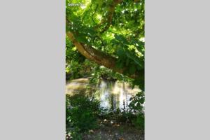 una imagen de una cascada en un bosque en Mobil-Home 6 personnes à Munster en Alsace, en Munster