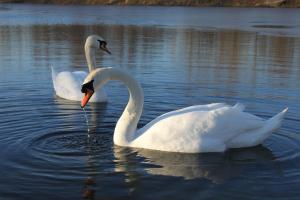 two white swans swimming in the water at Kinloch Hotel, Isle of Arran in Blackwaterfoot