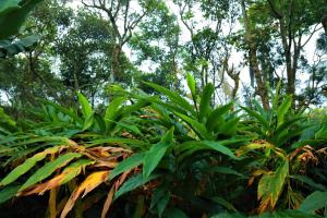 a group of plants with trees in the background at Peakaavu Cottages in Idukki