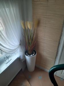 米兹多洛杰Pokoje goscinne Gala的相册照片