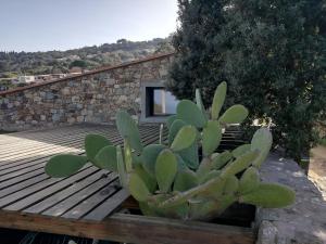 un cactus sentado en la parte superior de una terraza de madera en Clos Olivella en Monticello