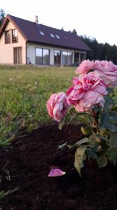 un arbusto de rosas rosas frente a una casa en Marise Holiday Home, en Õeste