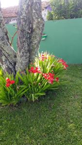 Pousada Cravo e Canela SJ في ساو جواكيم: حفنة من الزهور أمام شجرة