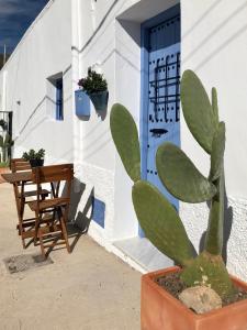 un cactus en una olla junto a una mesa y una puerta en Damajuana, en Níjar