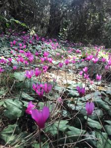 a bunch of pink flowers in a field at Hotel Massimo in Marina di Cecina