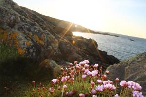 a bunch of pink flowers on the side of a cliff at The Western in St Ives