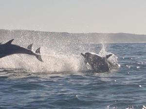 dos delfines saltando al agua en el océano en Cottages20, en Coffee Bay