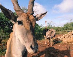 Animales en el tented camp o alrededores