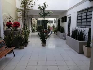 MI CA-SA EN MÉRIDA في ميريدا: ممر مليء بالنباتات الفخارية في مبنى