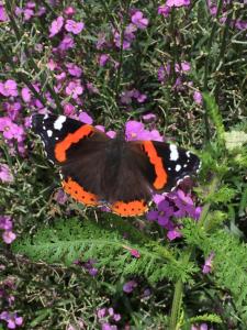 a butterfly sitting on top of purple flowers at The Mulberrys B&B in Downpatrick
