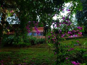 ein Haus mit rosa Blumen im Hof in der Unterkunft Casa Fazenda Inglesa Petrópolis RJ in Petrópolis