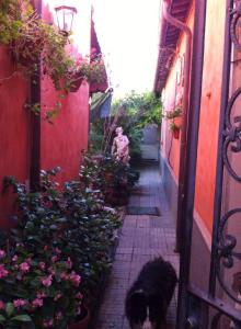 un gato negro caminando por un callejón estrecho en Casa "Oasi" Centro Storico, en Tuscania