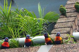 
three colorful birds sitting on top of a wall at Aquajet Motel in Coffs Harbour
