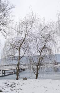 zwei Bäume im Schnee mit einer Brücke im Hintergrund in der Unterkunft Gacka idila in Otočac