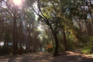 a tree lined path in a park with a sign at Hotel Massimo in Marina di Cecina