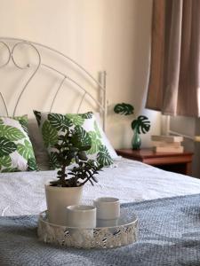 a potted plant sitting on top of a bed at Noclegi Jachtklub Elbląg in Elblag