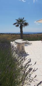 a bench with a palm tree in the middle of a field at Villa Melody Novalja in Novalja