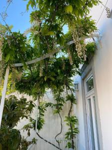 a tree hanging from the side of a building at Ninho Salino in Cascais