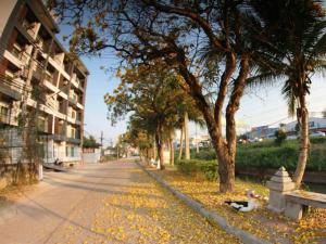 an empty street with trees and leaves on the ground at P Bliss hotel in Phayao