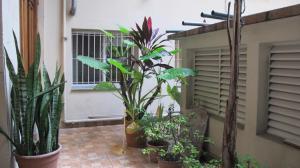 un groupe de plantes en pots sur un patio dans l'établissement Gran Hotel Libertad, à Buenos Aires