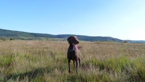 a dog standing in a field of tall grass at The Lagg in Lagg