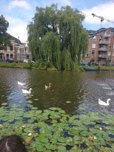 Φωτογραφία από το άλμπουμ του Tamar 2 σε Katwijk aan Zee +22 φωτογραφίες