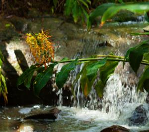 
a river filled with water with plants and flowers at Limpinwood Lodge in Limpinwood
