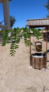 Fotografie z fotogalerie ubytování Farm Lebanon v destinaci Abu Dhabi