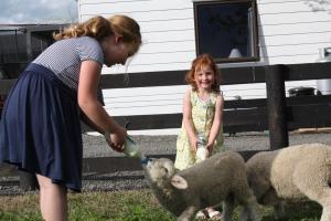 Loomad puhkemaja aladel või selle läheduses