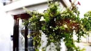 a hanging plant with white flowers in a window at Sandyhill Guest House in Pembrokeshire