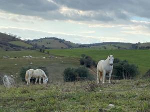 dos caballos pastando en un campo detrás de una valla en B&B Monte di Bù, en Bagno Roselle