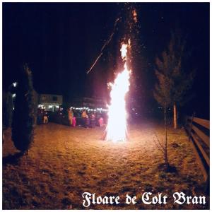 Φωτογραφία από το άλμπουμ του Floare de Colț-Bran στο Μπραν