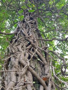 Fotografia z galérie ubytovania Podere I Casaloni - La casa nel bosco v destinácii Torniella