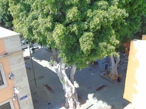 an overhead view of a large tree in a park at Fleitas Penthouse with terrace in San Andrés