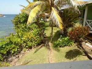 a palm tree sitting next to a house next to the ocean at Cabier Ocean Lodge in Crochu