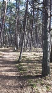 Przyroda w pobliżu tego apartamentu