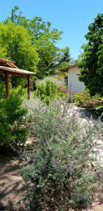 Zahrada ubytování Pousada Villages Boutique Hotel - 150m da Praia da Laje