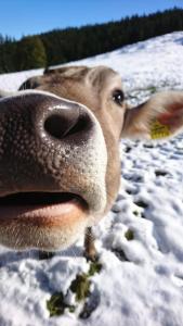 een koe die zijn tong uitsteekt in de sneeuw bij Menkenhof in Reit im Winkl