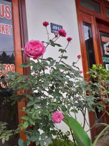 a bunch of pink roses in front of a store at SaPa Peace Valley hotel in Sa Pa