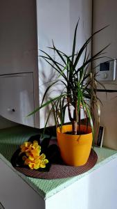 a potted plant in a yellow pot on a counter at Apartement *Harzblick* in Nordhausen