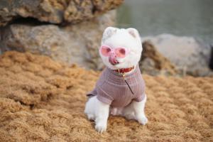 a white cat wearing pink glasses and a sweater at Hi Jeju Hotel in Jeju
