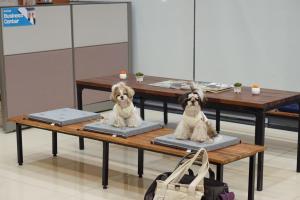 dos estatuas de dos perros sentados en una mesa en Hi Jeju Hotel en Jeju