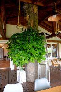 a large green plant in a room with a tree at Ranczo w Dolinie in Dobre Miasto