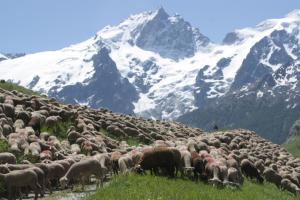 a herd of sheep grazing in a field with mountains in the background at The chalet de la Meije - Facing the Plateau d'Emparis in La Grave