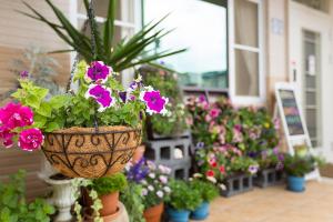 Zahrada ubytování Square B&B