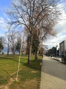a tree with no leaves on the side of a street at Sun&Moon Ohridlake Apartments in Pogradec