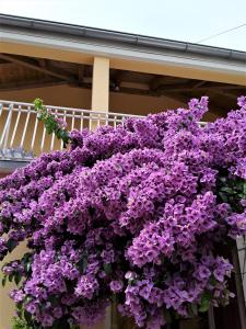 Un mazzo di fiori viola appesi a un palazzo di MarlA1 a Vodice