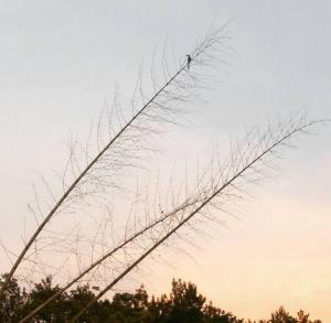 Fotografie z fotogalerie ubytování Coorg -Kunji Phad River View Homestay v destinaci Virajpet